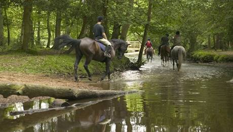 Nrodn park New Forest